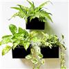 LáLáGreen LaLaGreen, fioriera da parete - Confezione da 3 fioriere da parete da 15,2 cm per piante grasse, colore nero, vaso rettangolare da appendere in metallo, per finestre lunghe, recinzioni, piante aeree,