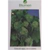 Generico BLUMEN SEMENTI, CIMA DI RAPA NOVANTINA 90INA SEMI BROCOLETTI BARESE GR.500
