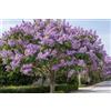 SaatPilot | Paulownia tomentosa | 5.000 semi | Paulonia tomentosa | Albero della principessa | Kiri | Portamento arboreo | Fioritura primaverile