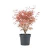 Bloomique - Acer Palmatum Taylor - Acero giapponese - Piante da giardino - Resistente - Altezza 50-70 cm - Vaso da 19 cm