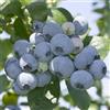 NATURAVIVA BASSANO PIANTA DI MIRTILLO GIGANTE AMERICANO VAR. REKA® 100% BIOLOGICA (1 pianta)