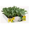 Generico Orto Mio Piantine di Ortaggi, Pack Cubettato per Coltivazione Domestica, Varietà Multiple (Cavolfiore 6 piante in pack H059 Jerico F1)