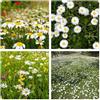 Generico Semi Margherite dei Prati Selvatiche, Fiori da Giardino, Margheritine Prato Fiorito wild daisy seeds