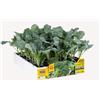 Generico Orto Mio Piantine di Ortaggi, Pack Cubettato per Coltivazione Domestica, Varietà Multiple (Cavolo broccolo 6 piante in pack H070 Green Magic F1N precoce)