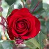 Rose Barni Red Spot®, rosa viva di Rose Barni®, rosa in vaso rosso vellutato, pianta folta e compatta, con fioritura a mazzi, adatta alla coltivazione in vaso, rifiorente fino autunno inoltrato cod.72084