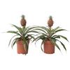 Plant in a Box - Set di 2 - Pianta di ananas Mi Amigo - Pianta da appartamento - Vaso 12cm - Altezza 35-45cm