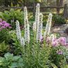 Bloomique - Set van 3 - Liatris Spicata Alba - Knopige Slangenwortel - Winterhard - Vaste plant - 10-20 cm hoog - Pot 9 cm