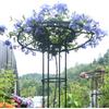 Generic Traliccio verticale da giardino per glicine, rose e viti, supporto in metallo antiruggine, gabbia di supporto per ombrelli da 210 cm, per piante rampicanti, scaffale per fiori all'aperto