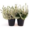 POWERS TO FLOWERS - ERICA CALLUNA BIANCA, 2 PIANTE V12CM, piante vere