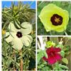 Generic Assortimento di semi di ibisco colorati - Hibiscus cannabinus - Commestibile V 197