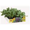 Generico Orto Mio Piantine di Ortaggi, Pack Cubettato per Coltivazione Domestica, Varietà Multiple (Cavolo broccolo 6 piante in pack H06E Tyrian Purple F1 VIOLETTO)