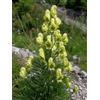 SaatPilot | Aconitum anthora | 250 semi | Aconito antora | Pianta ornamentale | Fioritura estiva