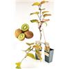 POWERS TO FLOWERS - KIWI HAYWARD, 2 PIANTE, VARIETA' AUTOFERTILE, piante vere