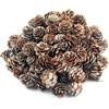 OMIGA 120 Pezzi Pigne Naturali Decorazione Pigna per Autunno Decorazioni | Tavolo Albero di Natale Regali Artigianali Ringraziamento Artigianato Fai da Te Albero di Natale (2-3 cm di Diametro)