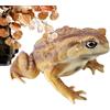 Generico Rana Realistica Figurine Educative Realistiche | Figurine Di Rospo Giocattoli Rettili Per Bambini per Festività Riempitivi Calze della Befana Insegnamento Diorama Collezione
