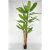 LIGUORO SHOP Pianta Artificiale di Banano con Corteccia Naturale, Foglie in PVC, Varie Misure, per Interni Residenziali e Commerciali (Chiquita 280 cm - 4 tronchi)