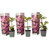 Plant in a Box - Rododendro 'Elegans Pink' - Rosa - Set di 3 - Rhododendron - Vaso 9cm - Altezza 25-40cm