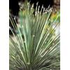 VIVAIO GARDEN FOREST Dasylirion acrotrichum - Pianta ornamentale | Elegante, Per giardini mediterranei