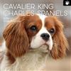 The Gifted Stationery The Gifted Stationary Calendario da parete quadrato 2026, Cavalier King Charles Spaniel, calendario da appendere 16 mesi a tema animali, con 180 adesivi promemoria, planner mensile per la casa o spazi