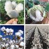Generico Semi di cotone, Batuffoli di Cotone Naturale, Seme Cotone, Natural Cotton Balls Plant, Seed Cotton 20 semi