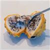 le Georgiche Vivai le Georgiche - Pianta vera di Selenicereus megalanthus Hylocereus megalanthus, Pitahaya, Pitaya gialla - altezza alla vendita 40-60 cm