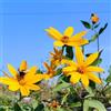 Generic Tuberi di Topinambur, vecchie varietà Helianthus Tuberosus, verdi selvatiche da giardino roccioso resistenti da balcone 6pcs