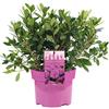 GardenersDream AZALEA GIAPPONE ROSA ARBUSTO PERSISTENTE RUSTICO PIANTA PER GIARDINO 2L x 1