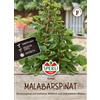 Sperli Semi di spinaci Malabar Rubra - Spinaci rampicanti ad alto rendimento, fiori decorativi, semi di spinaci per giardino e balcone, coltivazione di verdure, semi per verdure ricche di vitamine