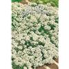 Italsementi ALISSO TAPPETO DI NEVE (Lobularia maritima) - SEMI