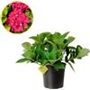Plantì HYDRANGEA MACROPHYLLA (ROSSO-ROSA). Ortensia da giardino, vaso da 19 cm. Piante vere per esterno con fiori rosso-rosa vibranti e fogliame verde lussureggiante. 6 mesi di concimazione inclusi.