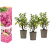 GARDENZO Azalea rododendro pianta in vaso da 20 - 38 cm in vaso da 9 cm, arbusto ornamentale fiorito, pianta compatta dal colore intenso dei fiori (3, rosa)