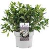 GardenersDream AZALEE DEL GIAPPONE BIANCO ARBUSTO A FOGLIE PERSISTENTI PIANTE DA GIARDINO RUSTICO IN 2L POT x 1