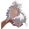 COYOUCO Conchiglia, Grandi Conchiglie - Espositore di Conchiglie sul Tavolo - Conchiglie Giganti per Arredamento Domestico, Acquario,23to24cm