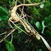 Generic Semi di ginseng - raro esotico organico balcone antiche varietà di giardino verdi selvatiche coltivazione giardino 400pcs