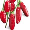 Mondonatura Semi Professionali Peperoncino Calabrese Diavolicchio, Varietà Italiana, Pianta Annuale, per Uso Interno ed Esterno. Mondonatura