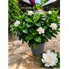 POWERS TO FLOWERS - GARDENIA MULTIFLORA, vaso 12cm, pianta vera