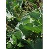 Magic Garden Seeds Cavolo marino (Crambe maritima) - circa 10 semi