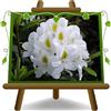EURO PLANTS VIVAI Rhododendron Bianco Madame Masson Vaso 22 cm | Pianta ornamentale apprezzata per la sua elegante e abbondante fioritura primaverile - Chioma - 45-55 cm