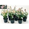 POWERS TO FLOWERS - TRACHELOSPERMUM JASMINOIDES TRICOLOR, GELSOMINO ROSA, VASO 10CM, 10 piante, piante vere
