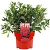 GardenersDream AZALEE DEL GIAPPONE ROSSO ARBUSTO A FOGLIA PERSISTENTE PER GIARDINO PIANTE IN 2L POT x 1