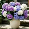 Laelfe 6 Mazzi di Grandi Ortensie Artificiali, 2Blu+2Bianco+2Viola