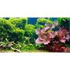 MIRRORANG 120x50cm Pianta Acquatica Terrario Acquario Sfondo Fiume Letto e Lago Acquario Sfondo Barbuto Drago Vivarium Sfondo Vinile