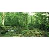 MIRRORANG 120x46cm Sfondo Terrario Foresta Acquario Sfondo Piante Tropicali Sole Roccia Verde Albero Rettile Habitat Sfondo Vinile Durevole