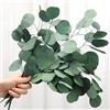 Skalago Steli di eucalipto essiccati in scatola con foglie di dollaro d'argento (14 - 17 pollici), 6 - 10 pezzi foglie di eucalipto verde come decorazione per vasi per matrimoni, ghirlande, decorazioni