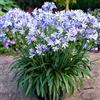 Generic Agapanthus (Agapanto) - crescita naturale giardino balcone ombra 450semi