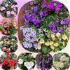 Generic Seme di Achimenes, raro balcone autunnali resistenti resistenti per giardini rocciosi giardino di d'appartamento 200pcs
