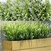 WILLBOND 12 fasci di piante artificiali di lavanda resistenti ai raggi UV, per esterni, fiori finti per composizioni floreali, centrotavola, decorazione per la casa e il giardino (bianco)