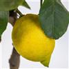 Vivai Decandia Giovanni PIANTA DI LIMONE CARRUBARO in fitocella - età 2/3 anni