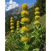 SaatPilot | Gentiana lutea | 500 semi | Genziana maggiore | Genziana gialla | Pianta succulenta | Fioritura estiva