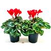 POWERS TO FLOWERS - CICLAMINO A FIORE GRANDE ROSSO, CICLAMINO DA BALCONE, 2 PIANTE, VASO 14CM Diametro, piante vere